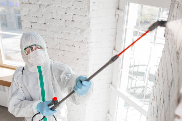 Best Mold Damage Restoration  in Ddleville, MI